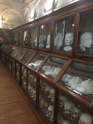 체사레 롬브로소 범죄인류학 박물관 (무세오 디 안트로폴로지아 크리미날레 "체사레 롬브로소")